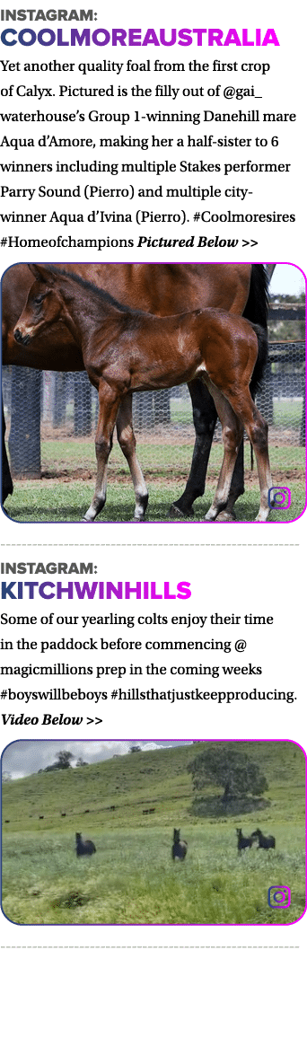 instagram: coolmoreaustralia Yet another quality foal from the first crop of Calyx  Pictured is the filly out of  gai   