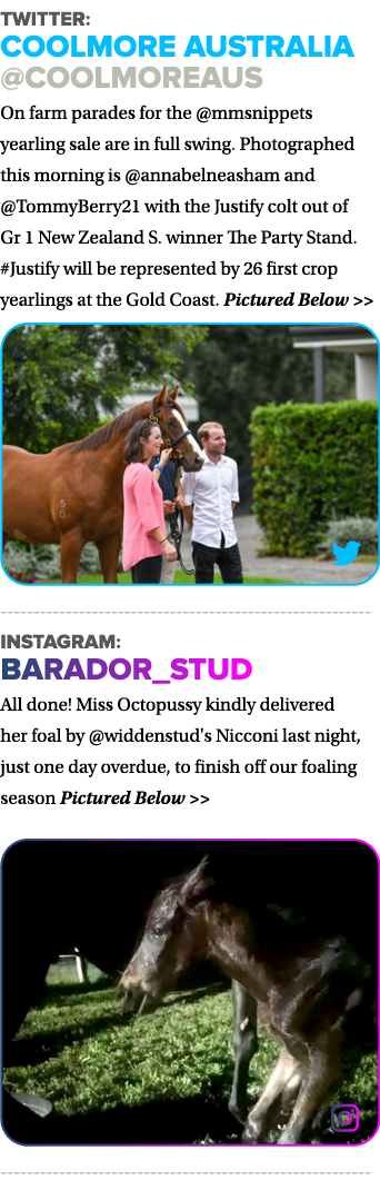 Twitter: Coolmore Australia  CoolmoreAus On farm parades for the  mmsnippets yearling sale are in full swing  Photogr   