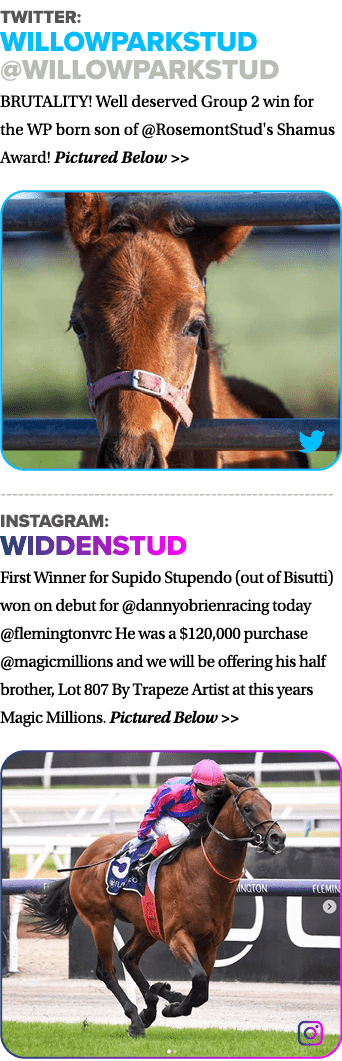 Twitter: WillowParkStud  WillowParkStud BRUTALITY  Well deserved Group 2 win for the WP born son of  RosemontStud's S   