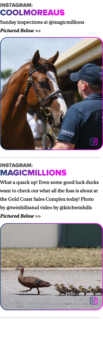 instagram: coolmoreaus Sunday inspections at  magicmillions Pictured Below     --------------------------------------   