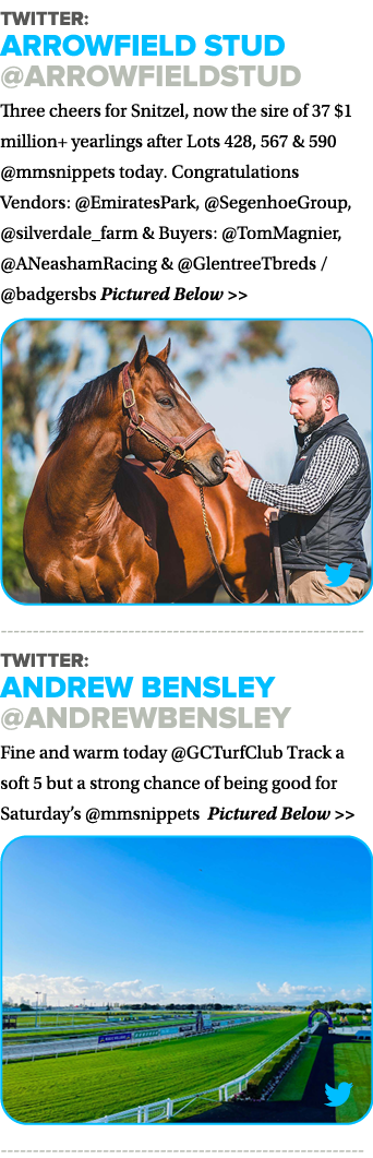 Twitter: Arrowfield Stud  ArrowfieldStud Three cheers for Snitzel, now the sire of 37  1 million+ yearlings after Lot   