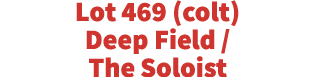 Lot 469 (colt) Deep Field   The Soloist