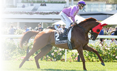 Elite Street ridden by Mark Zahra on the way to the barriers prior to the running of the Seppelt Wines Newmarket Handicap at Flemington Racecourse on March 06, 2021 in Flemington, Australia  (Scott Barbour Racing Photos)