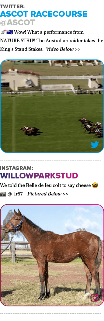 Twitter: Ascot Racecourse @Ascot 🚀🇦🇺 Wow! What a performance from NATURE STRIP! The Australian raider takes the Ki...