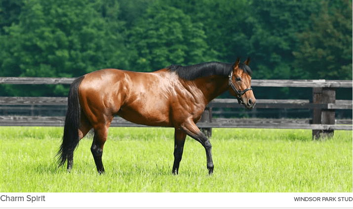 Charm Spirit Windsor Park Stu