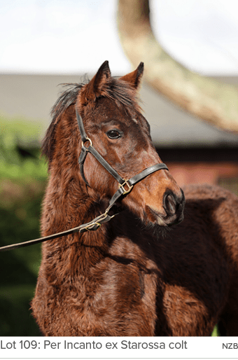 Lot 109: Per Incanto ex Starossa colt nz