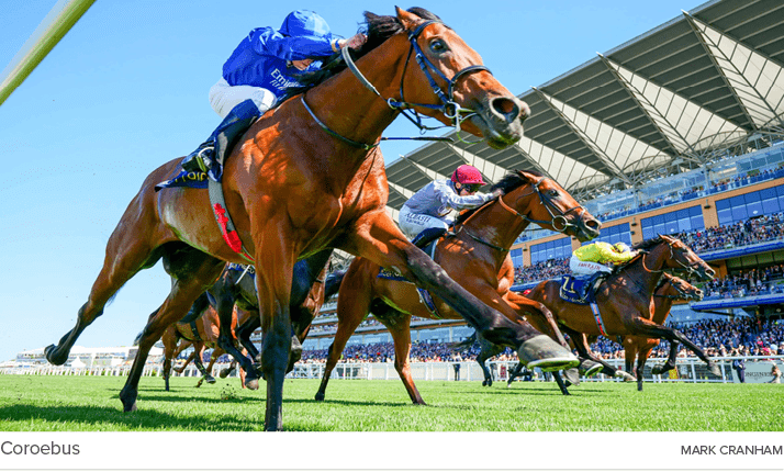 Coroebus Mark Cranha