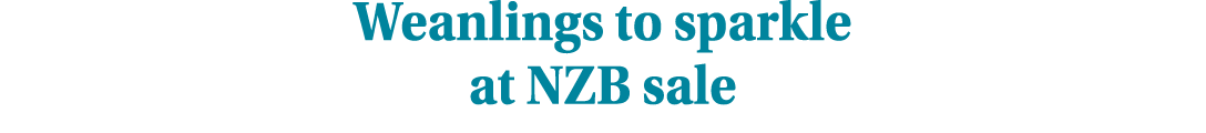 Weanlings to sparkle at NZB sale