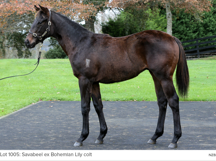 Lot 1005: Savabeel ex Bohemian Lily colt NZ