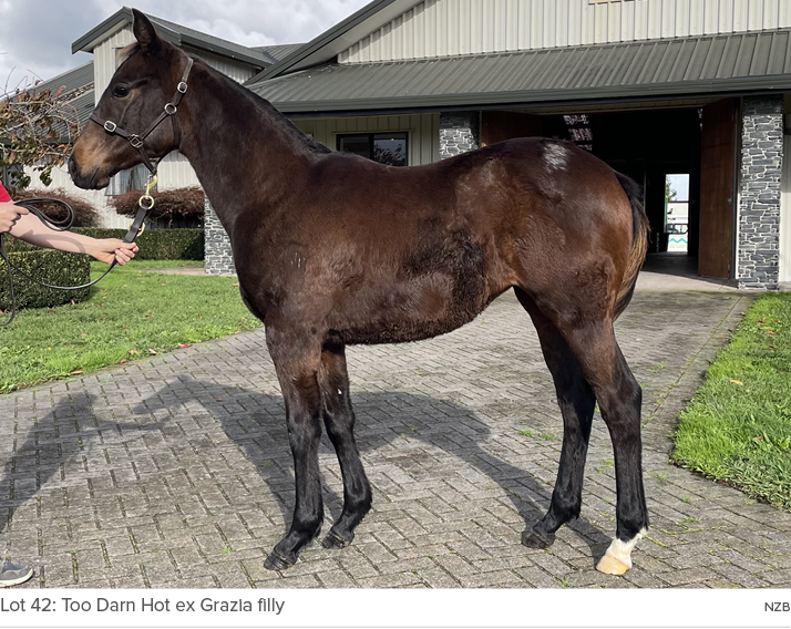 Lot 42: Too Darn Hot ex Grazia filly NZ