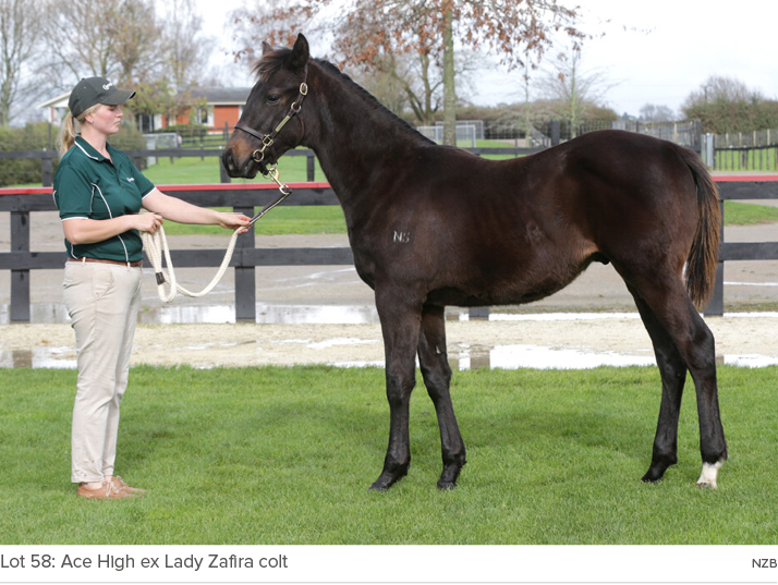 Lot 58: Ace High ex Lady Zafira colt NZ