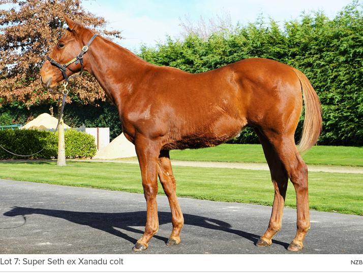 Lot 7: Super Seth ex Xanadu colt NZ