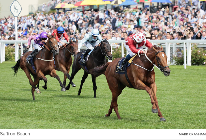 Saffron Beach Mark Cranha