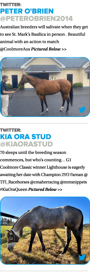 Twitter: Peter O'Brien @peterobrien2014 Australian breeders will salivate when they get to see St. Mark’s Basilica in...