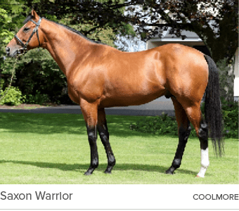 Saxon Warrior coolmor