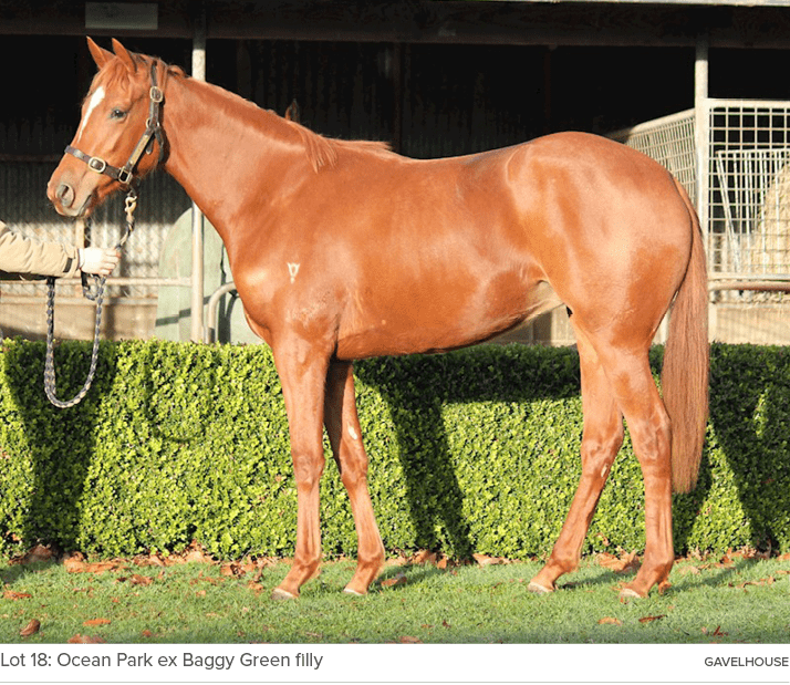 Lot 18: Ocean Park ex Baggy Green filly Gavelhous