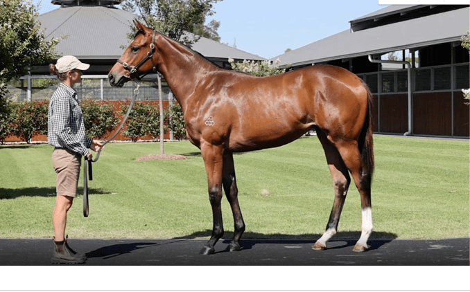 Without Envy pictured as a yearling INGLI