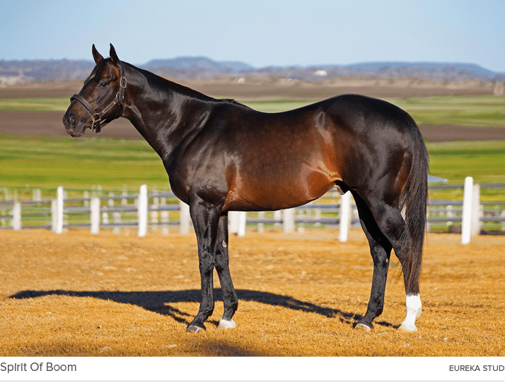 Spirit Of Boom eureka stu