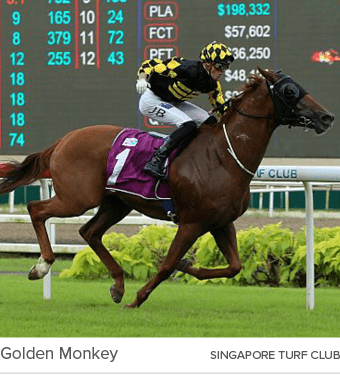 Golden Monkey SINGAPORE TURF CLU