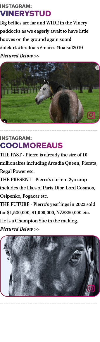 Instagram: vinerystud Big bellies are far and WIDE in the Vinery paddocks as we eagerly await to have little hooves o...