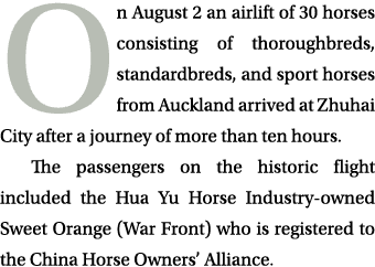 On August 2 an airlift of 30 horses consisting of thoroughbreds, standardbreds, and sport horses from Auckland arrive...