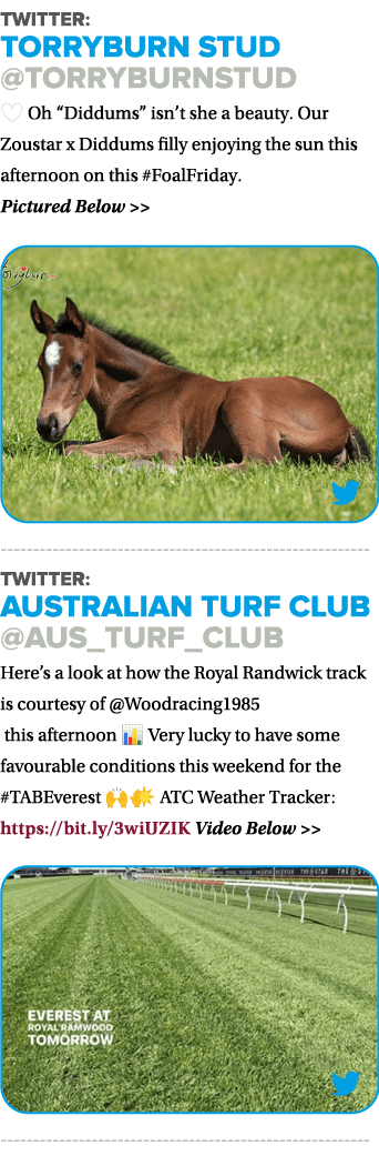Twitter: Torryburn Stud @torryburnstud ❤️ Oh “Diddums” isn’t she a beauty. Our Zoustar x Diddums filly enjoying the s...