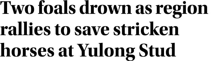 Two foals drown as region rallies to save stricken horses at Yulong Stud