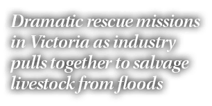 Dramatic rescue missions in Victoria as industry pulls together to salvage livestock from floods