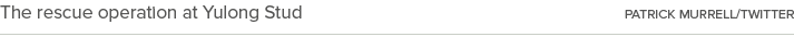 The rescue operation at Yulong Stud Patrick Murrell/Twitter