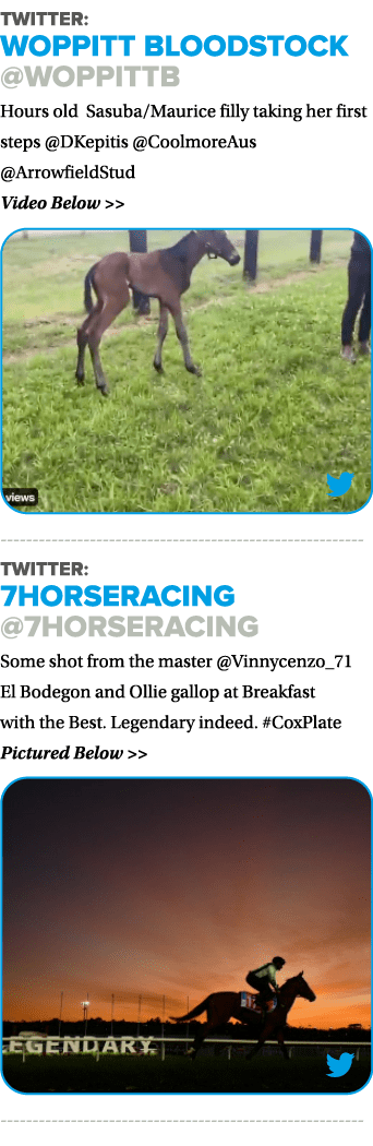 Twitter: Woppitt Bloodstock @WoppittB Hours old Sasuba/Maurice filly taking her first steps @DKepitis @CoolmoreAus @A...