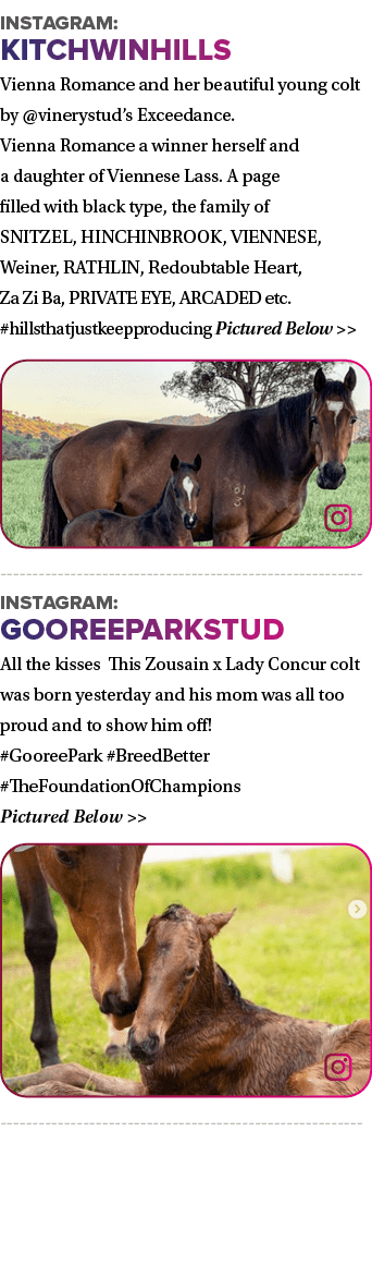 Instagram: kitchwinhills Vienna Romance and her beautiful young colt by @vinerystud’s Exceedance. Vienna Romance a wi...