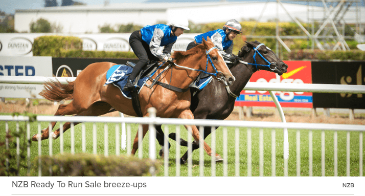 NZB Ready To Run Sale breeze-ups nz
