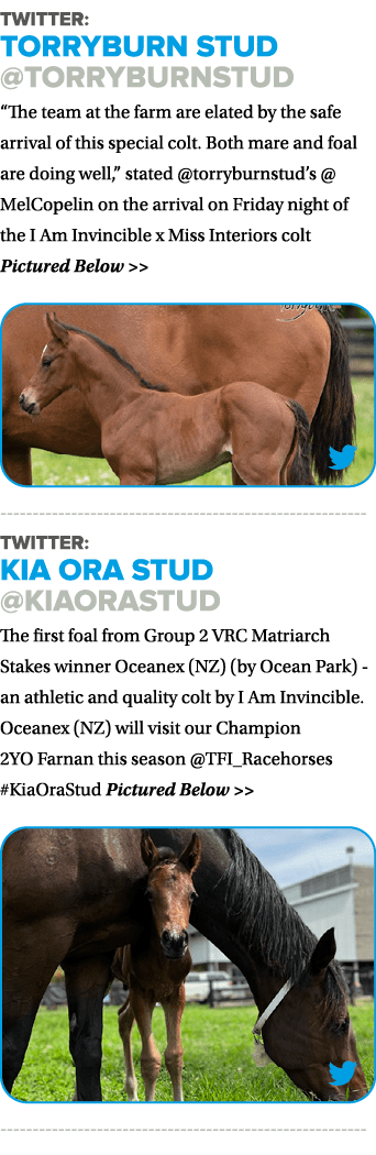 Twitter: Torryburn Stud @torryburnstud “The team at the farm are elated by the safe arrival of this special colt. Bot...