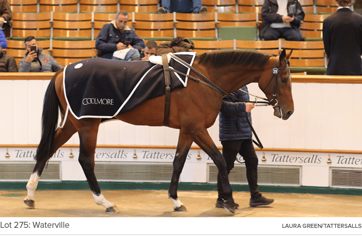 Lot 275: Waterville Laura Green/Tattersall
