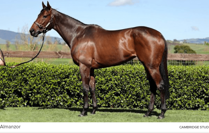 Almanzor cambridge stu