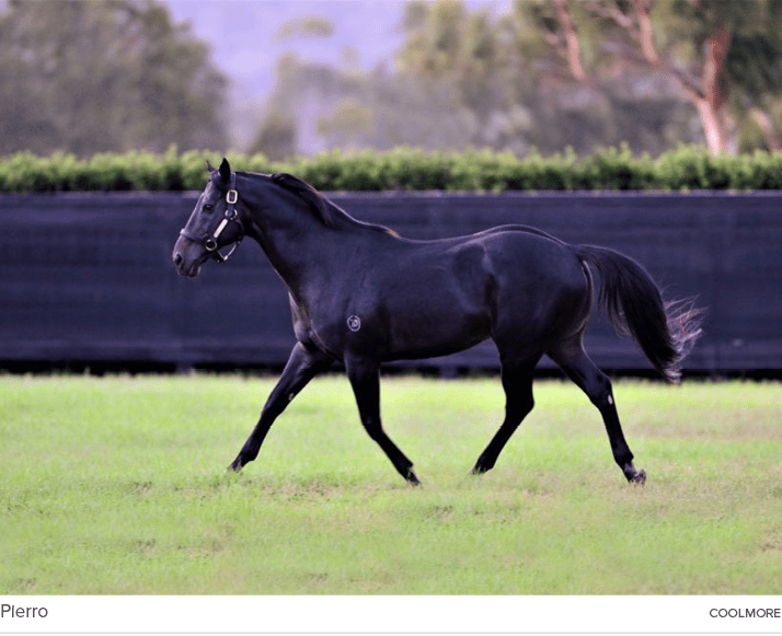 Pierro coolmor