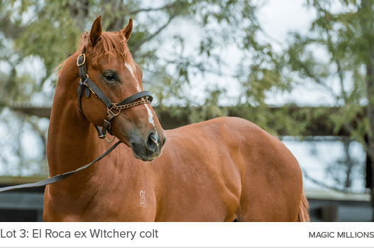 Lot 3: El Roca ex Witchery colt magic million