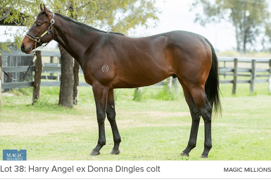 Lot 38: Harry Angel ex Donna Dingles colt magic million