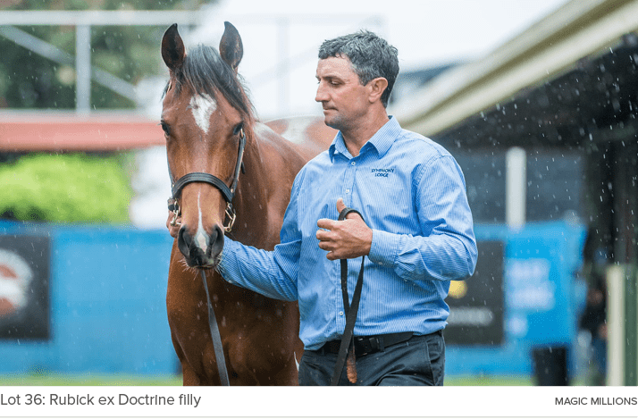 Lot 36: Rubick ex Doctrine filly magic million