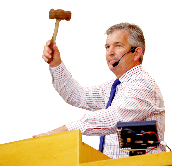 AUCKLAND, NEW ZEALAND - JANUARY 30: An auctioneer raises the hammer during the Karaka Yearling Sales at NZ Bloodstock in Karaka on January 30, 2018 in Auckland, New Zealand. Each January New Zealand yearlings go under the hammer with around 1,400 young thoroughbreds auctioned through the Karaka sale ring.  (Photo by Phil Walter/Getty Images)