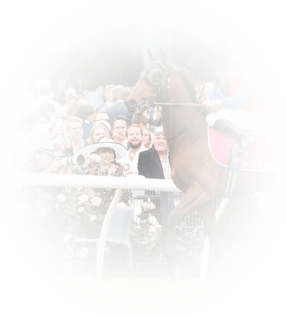 Sharp 'n' Smart (NZ) on the way to the barriers prior to the running of the Penfolds Victoria Derby at Flemington Racecourse on October 29, 2022 in Flemington, Australia. (Photo by George Sal/Racing Photos via Getty Images)