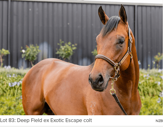 Lot 83: Deep Field ex Exotic Escape colt nz