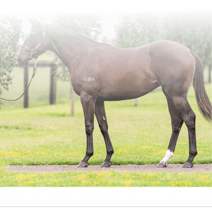 Amazonian Lass pictured as a yearling MAGIC MILLION