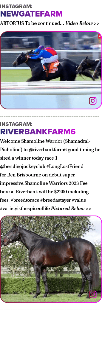 Instagram: Newgatefarm ARTORIUS To be continued… Video Below   ￼ Instagram: riverbankfarm6 Welcome Shamoline Warrior...