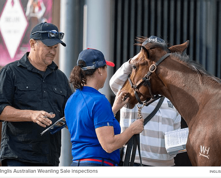 Inglis Australian Weanling Sale inspections INGLI