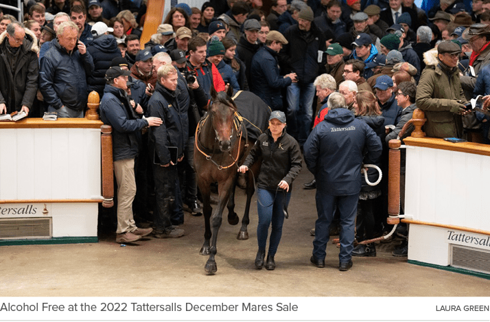 Alcohol Free at the 2022 Tattersalls December Mares Sale laura gree