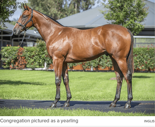 Congregation pictured as a yearling Ingli